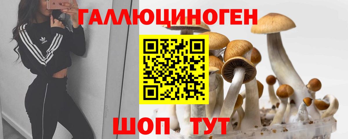 Галлюциногенные грибы Psilocybe Камень-на-Оби